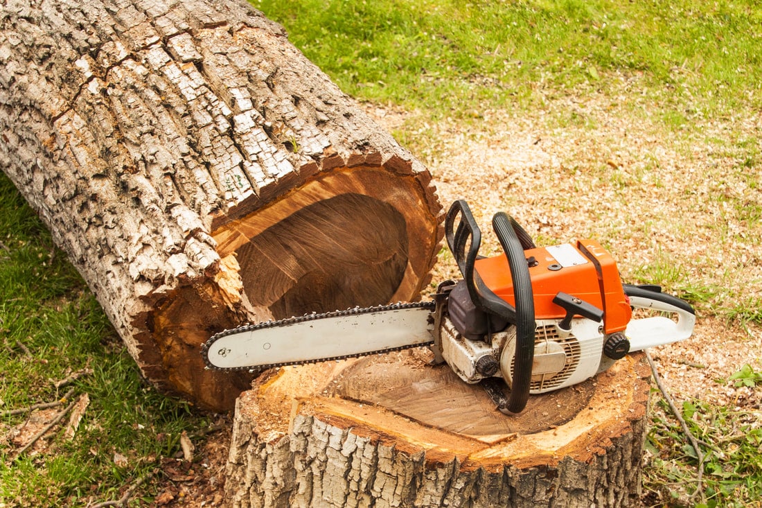 Professional tree removal service in Oklahoma City
