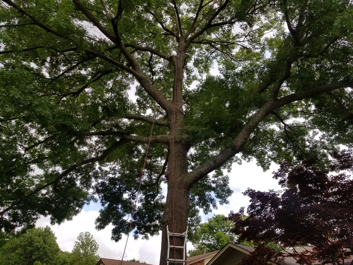 Expert tree trimming service in Oklahoma City